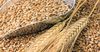 В этом году Кыргызстан импортирует 195 тысяч тонн пшеницы