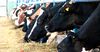 В Нарынской области появится первый кластер молочной фермы