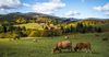 Кыргызстан больше экспортирует мелкий рогатый скот