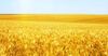 Россия приостановила экспорт зерновых культур