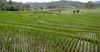 Странам Азии рекомендовано преобразовать сельское хозяйство