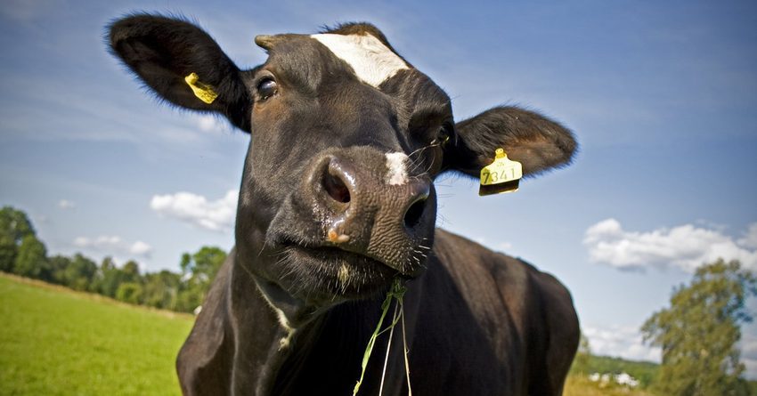 В КР фермеры получили $2 млн на повышение производства молока