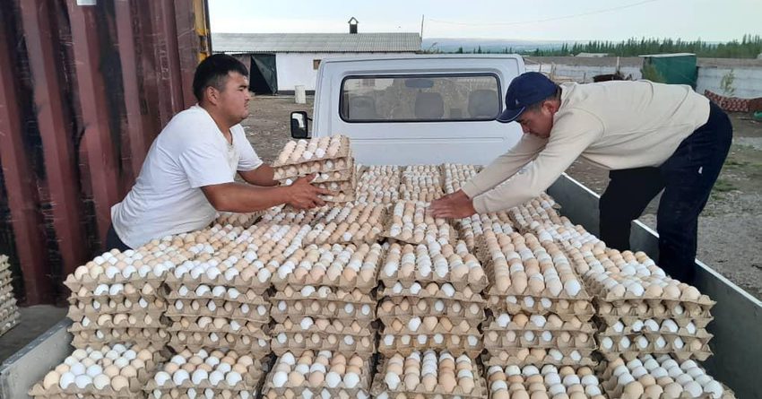 В Баткенской области уничтожена крупная партия куриных яиц