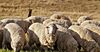 РКФР намерен помочь развитию овцеводства в КР