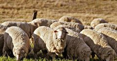РКФР намерен помочь развитию овцеводства в КР