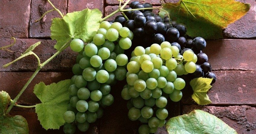 В Россию не пропустили 17 тонн винограда из Кыргызстана