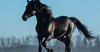 В Бишкеке пройдет ярмарка и аукцион племенных лошадей