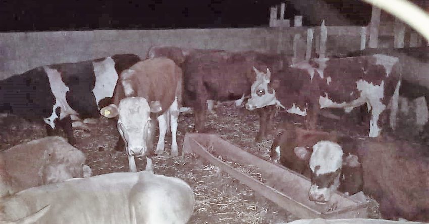 Из Казахстана в Кыргызстан незаконно пытались перегнать 92 коровы