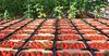 С начала года КР экспортировала томатов всего на $66 тысяч