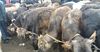 В Ала-Буке закрыли скотский рынок из-за сложной эпидситуации