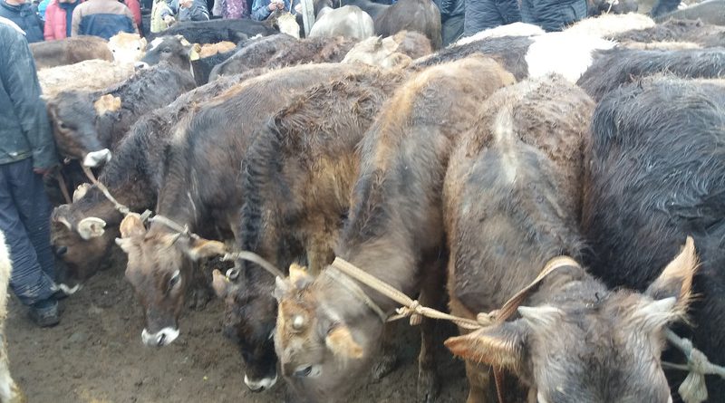 В Ала-Буке закрыли скотский рынок из-за сложной эпидситуации
