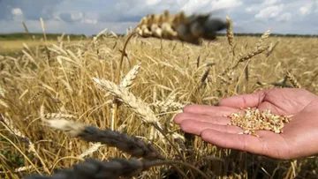 Фермеры не могут продать пшеницу. Пояснения Минсельхоза