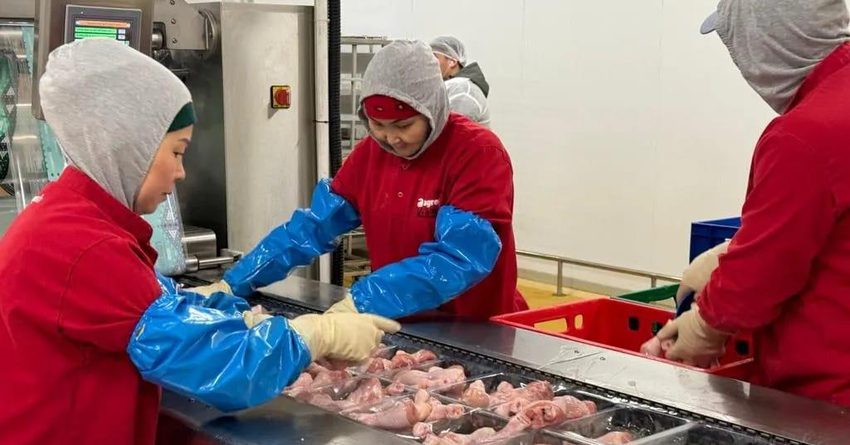 На Иссык-Куле дан старт строительству заводов по производству куриного мяса