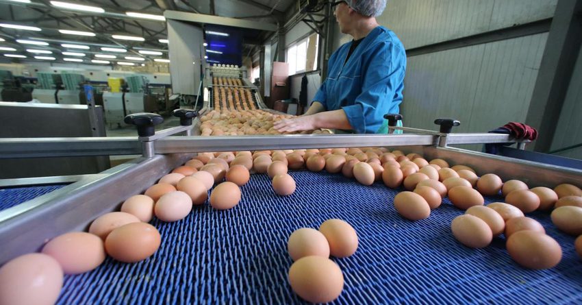 В Кыргызстане по сравнению с прошлым годом произвели на 4.25% больше яиц
