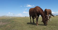 Кыргызстану предоставили очередную внешнюю помощь – 19 лошадей