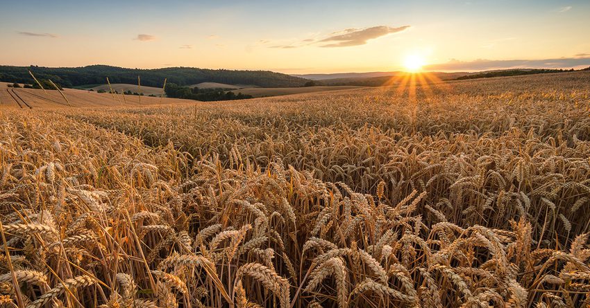 Кыргызстан занимает второе место в ЕАЭС по дороговизне пшеницы — ЕЭК