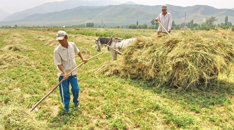 Кыргызстанда 9 миң фермер каржы колдоого ээ болушкан