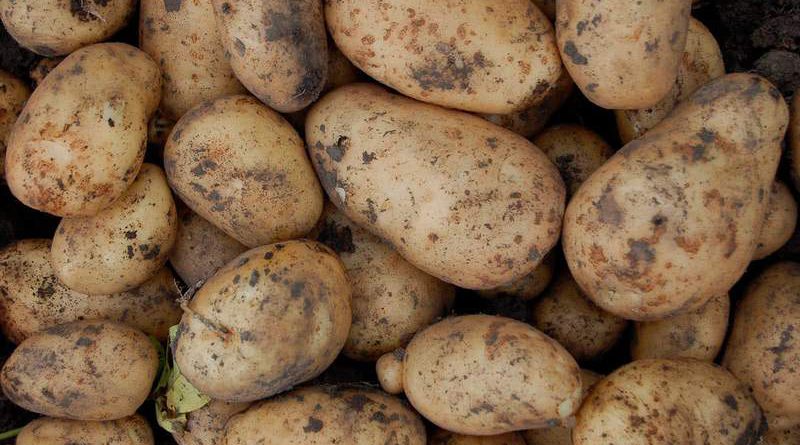С начала года картофель в КР подорожал на 30.7%