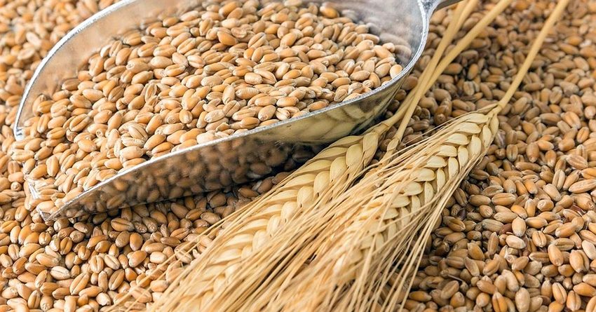 Госматрезерв закупит зерно у местных предпринимателей на 411 млн сомов