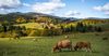 Производители мяса в КР создадут Ассоциацию откормщиков быков — Минсельхоз