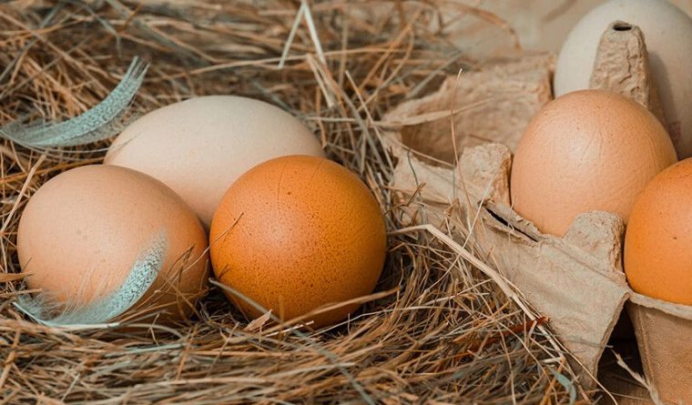 Меньше всего куриных яиц производят в Нарынской области
