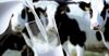В Кыргызстане выросло производство молока на 1.7%