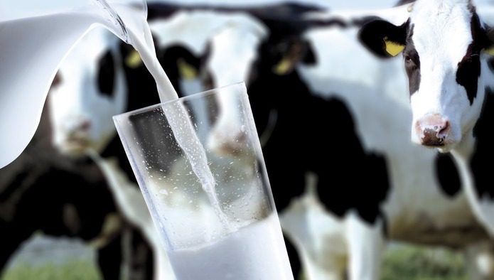 В Кыргызстане выросло производство молока на 1.7%