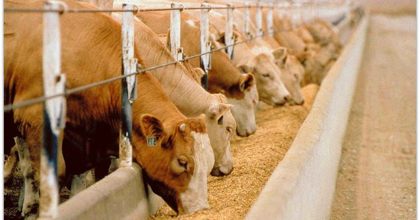 66% всех кредитов по ФСХ-8 выдано на животноводство
