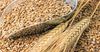 Кыргызстан выделил 1.5 млрд сомов на закуп пшеницы