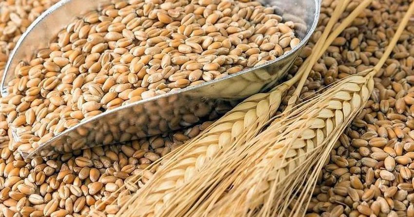 Кыргызстан выделил 1.5 млрд сомов на закуп пшеницы
