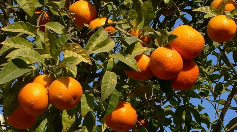 Компания Hac Agri предлагает КР реэкспортировать фрукты из Пакистана