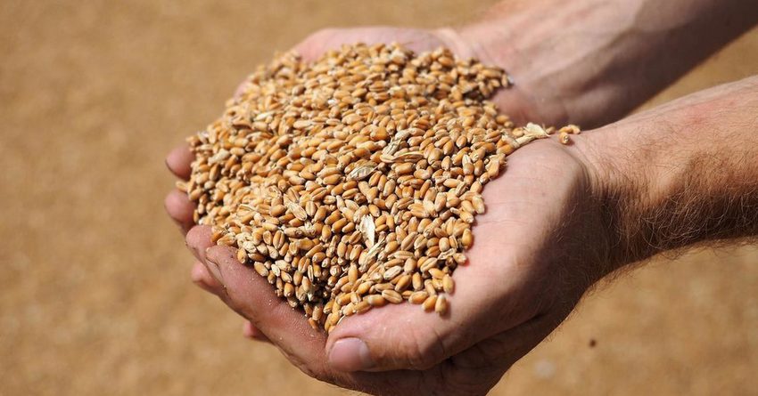 В КР урожайность зерна превысила показатели прошлого года на 15%