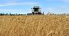 Кыргызстанские фермеры собрали 45.2% зерновых