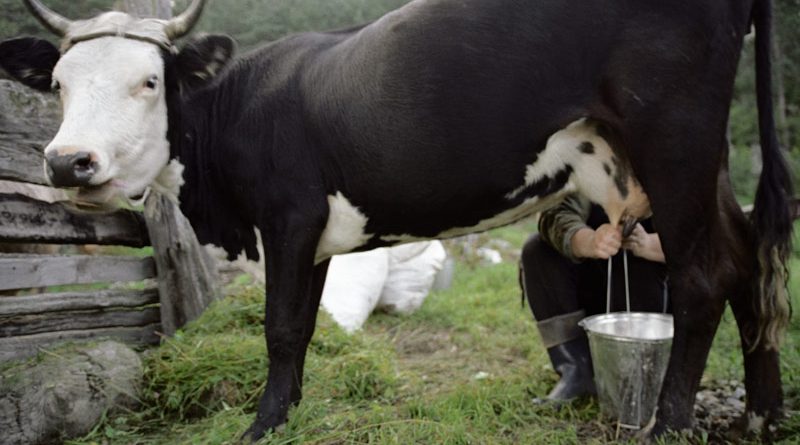 Рост производства молока в КР связан с увеличением поголовья скота