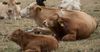ГНС пресекла попытку незаконного ввоза крупного рогатого скота