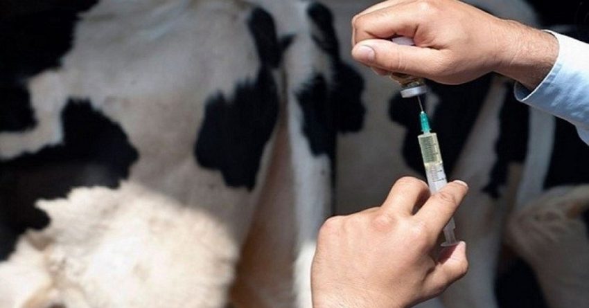 Ветеринарная служба КР закупила более 2 млн доз ненужной вакцины