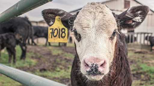 В I квартале 2021 года в КР производство мяса достигло 91.6 тысячи тонн