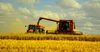 В КР сократился урожай зерновых культур