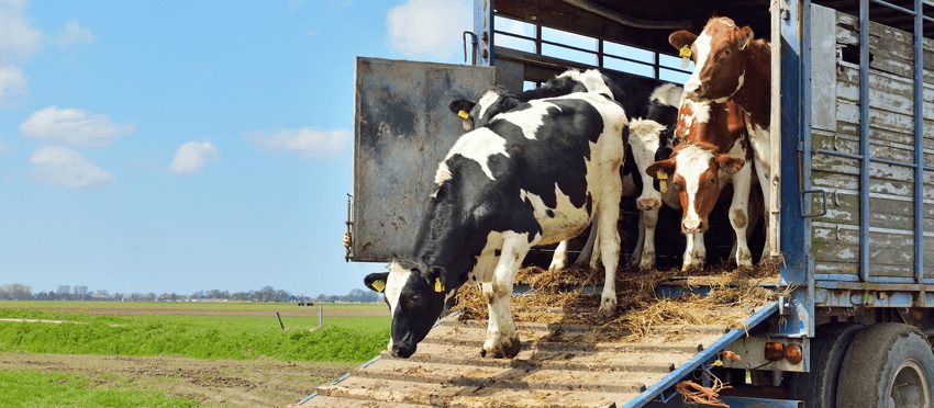 В январе КР экспортировала 13.3 тысячи голов скота, а завезла намного меньше