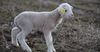 В Кыргызстане  поголовье овец и коз уменьшилось на 1.2%