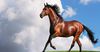 В этом году Кыргызстан импортировал лошадей из девяти стран