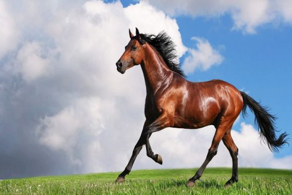 В этом году Кыргызстан импортировал лошадей из девяти стран