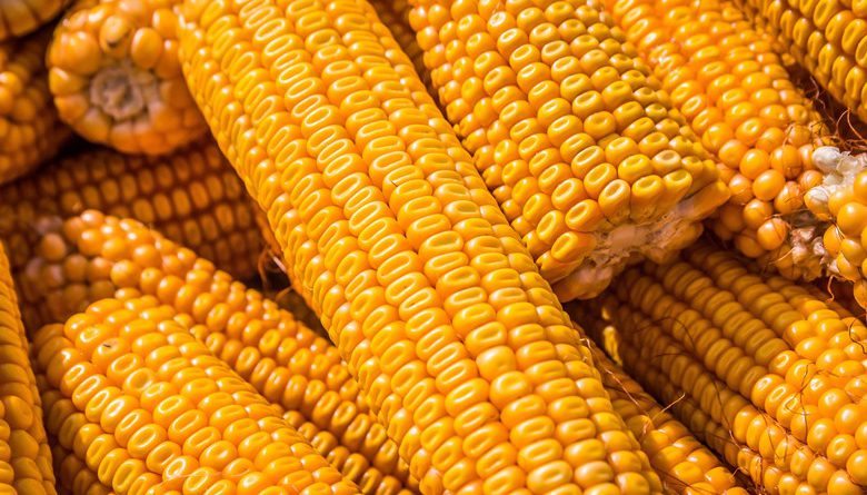 В Кыргызстане создадут кластер кукурузы