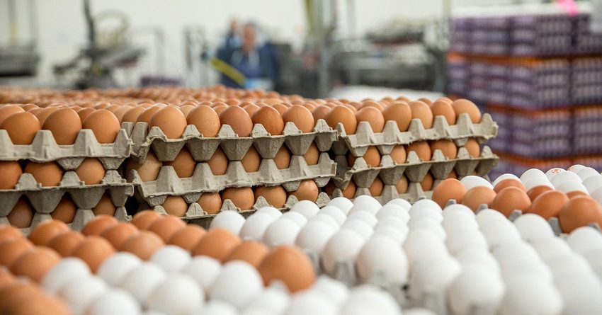 В ЕАЭС производство яиц выросло только в Кыргызстане и России