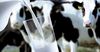 Депутаты одобрили повышение закупочной цены на молоко