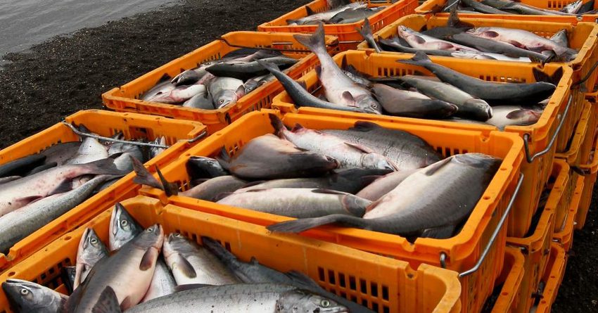 За восемь месяцев Кыргызстан продал в Россию рыбы на $12.3 млн