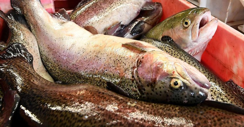 В этом году экспортировано на 565 тонн рыбы больше, чем в прошлом
