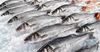 Казахстан экспортирует рыбу из Кыргызстана в Россию под видом своей