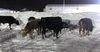 Из КР в Узбекистан пытались нелегально перегнать скот на 1.7 млн сомов