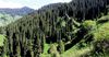 Всемирный банк и GEF выделили более $1 млн на леса Кыргызстана